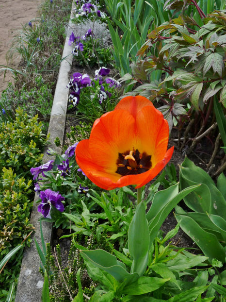  - 2022 - 01 - Primavara