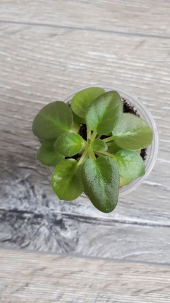  - ZZWesley s Fairy Lights