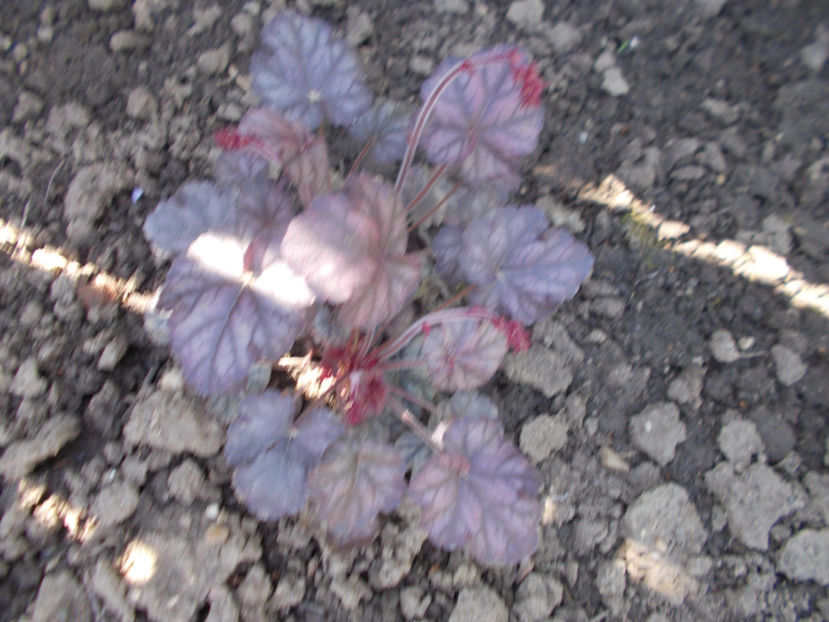  - FLORI DE PRIMAVARA-2021-2022