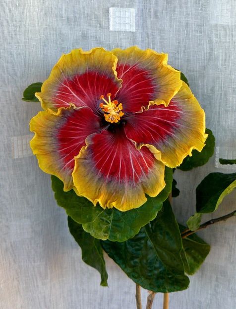  - Tahitian Purple Passion