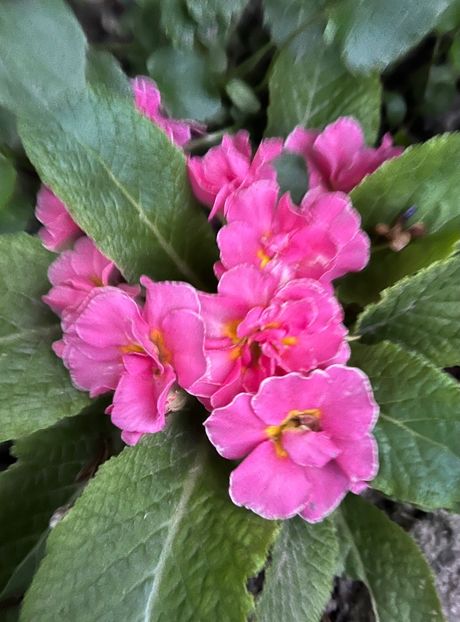 F87669D0-ADF5-4E5D-9B78-AD382EF3BDF0 - Primule 21 22 23 24