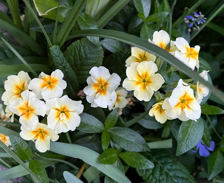 723E93DF-7F07-40FF-9DB4-04350FA05505 - Primule 21 22 23 24