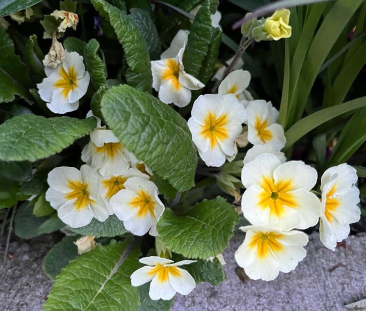 65168064-8BF9-4ABA-AD6A-9E22E5742091 - Primule 21 22 23 24