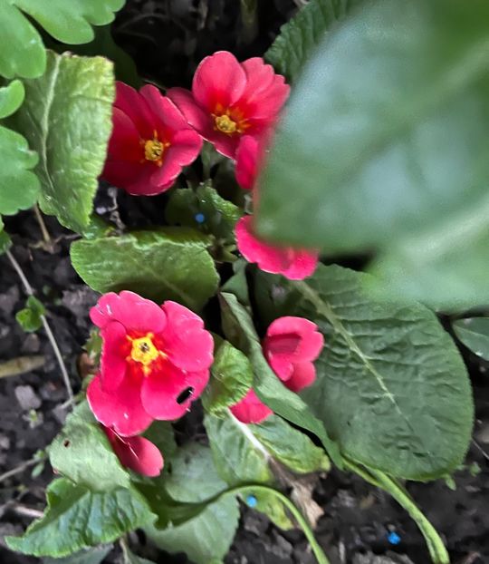 9F4DB214-98AF-4213-B998-DFC6B401DC31 - Primule 21 22 23 24