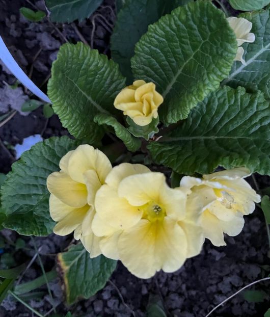 C4237AB1-4B79-460A-A676-304917173A4D - Primule 21 22 23 24