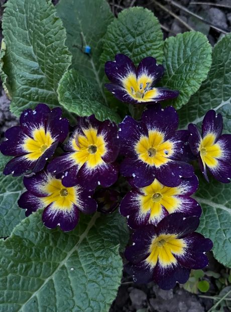 4936DDDC-D398-44B0-A71D-F0CA9889D8AA - Primule 21 22 23 24