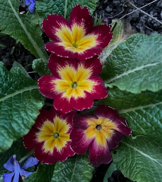 BD7AE741-A171-4241-837A-D42E3245389B - Primule 21 22 23 24