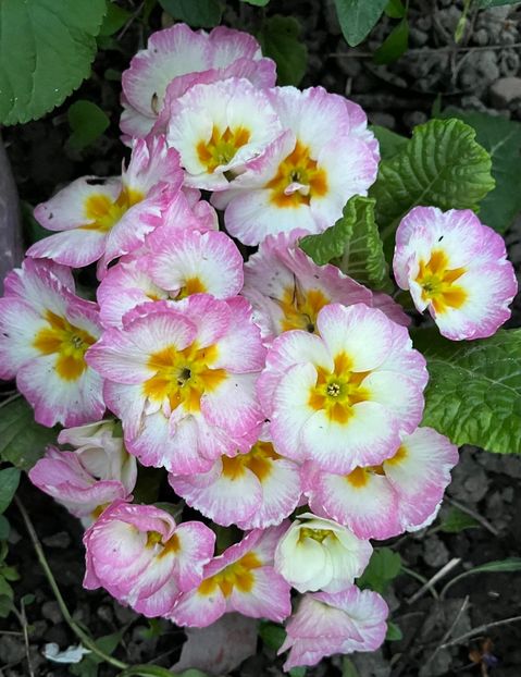 DAC1A3DA-2548-4B21-85C3-B091FD52EC7E - Primule 21 22 23 24