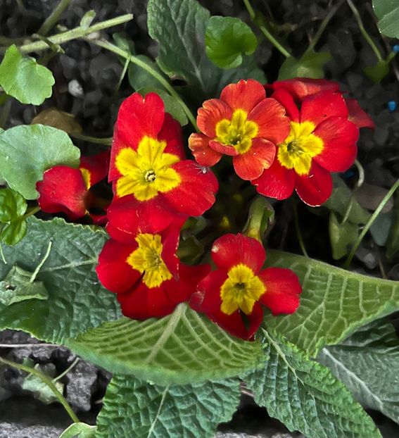 664BEBEF-19DC-4440-BB5F-4C31B1EA8DAD - Primule 21 22 23 24