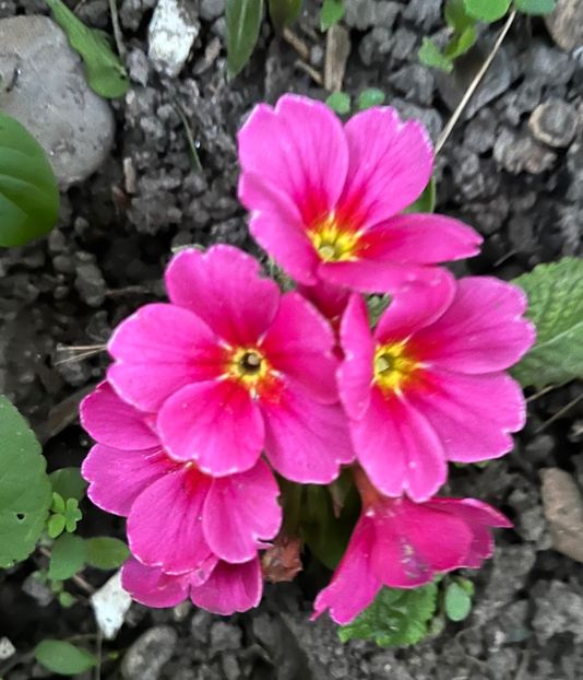 E948C8B1-6CBB-4044-92D9-F53110964D18 - Primule 21 22 23 24