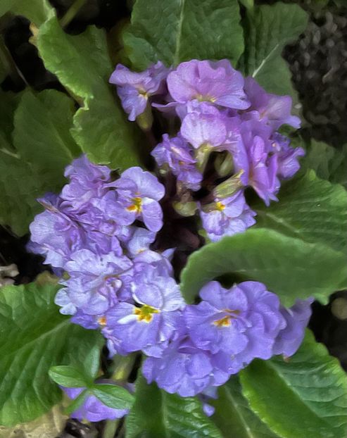 01177AB9-4BE7-426B-A1A2-8F19CAC0F233 - Primule 21 22 23 24