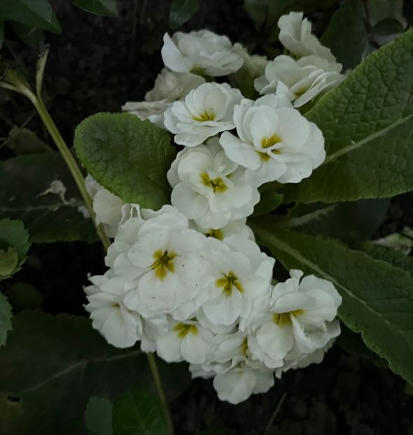 316F8F11-2B37-44DF-A4B1-1529F78E6FB4 - Primule 21 22 23 24