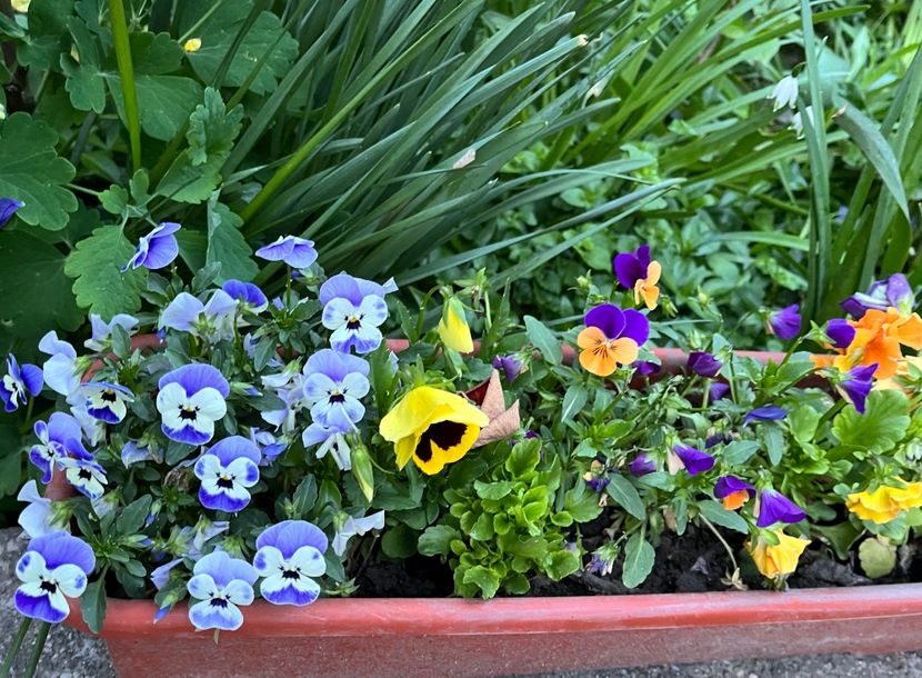 F18EAE3D-FAA8-4F2F-BC02-98858486E9FF - Primule 21 22 23 24