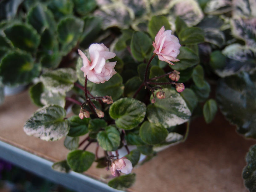 Edees Rosebud Trail - a a Ghiceste varietatea 2022 recapitulare