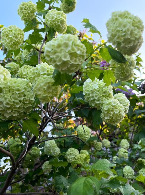 B2B20E61-377F-4EF5-8B14-5F12B20480C3 - Arbuști 2021-2023