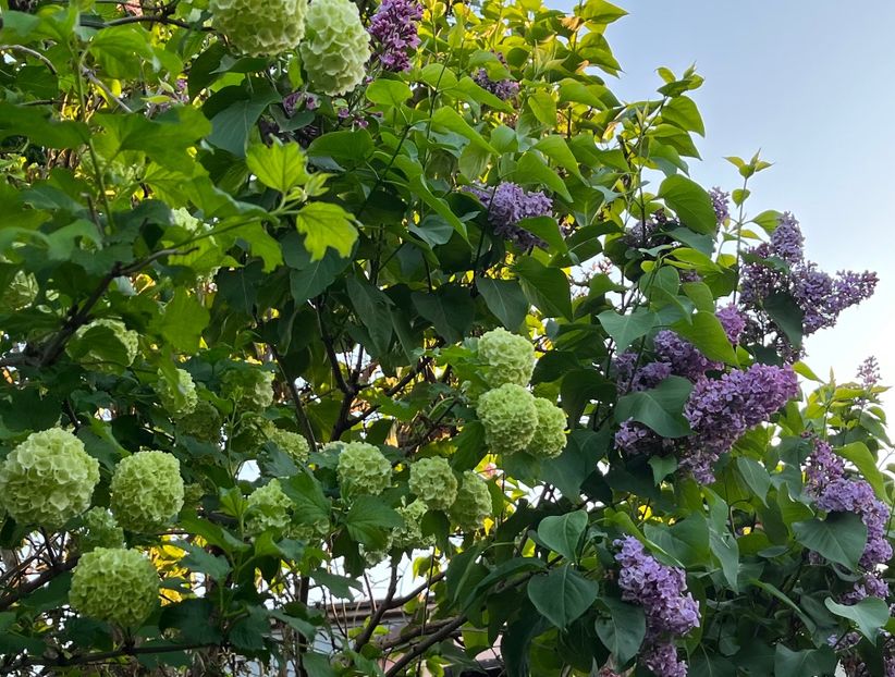 565C9ACC-A141-40F7-B5D7-B77B07A1146D - Arbuști 2021-2023