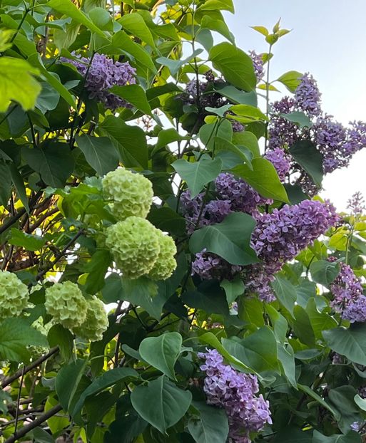 EEBBDCBF-D5CD-481C-AF3F-90CDF28D8984 - Arbuști 2021-2023