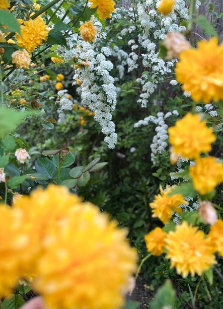 2A81E4A7-2DF4-41B3-9EE4-3ED448CBDF92 - Arbuști 2021-2023