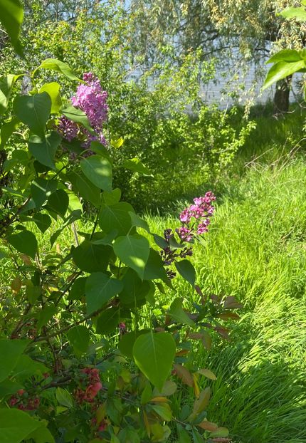 482CCA8A-DB5D-4885-861A-D7C06DE254A9 - Arbuști 2021-2023