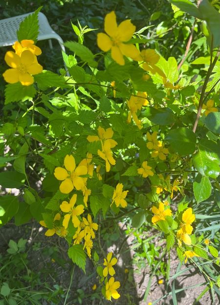 90916CD1-3129-43E3-ADC4-061B8535EA25 - Arbuști 2021-2023