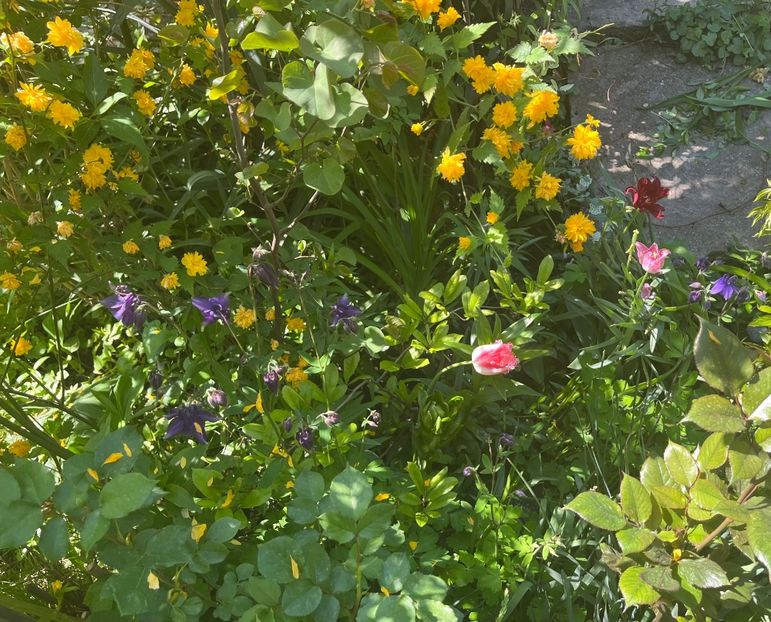 B45308BC-F87F-4049-923E-678C4A2FE583 - Arbuști 2021-2023