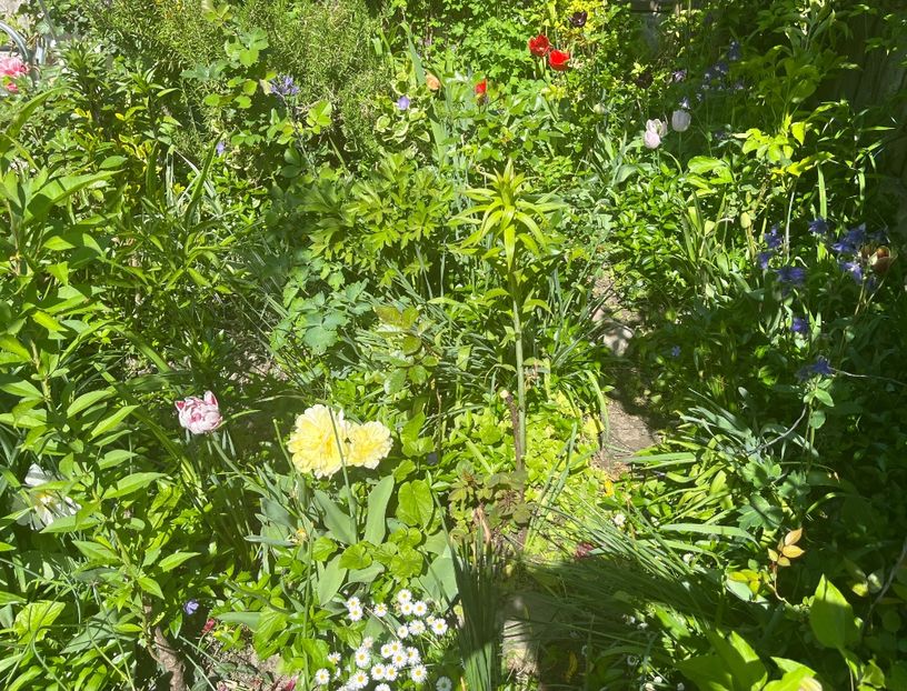 EAB8B28E-037B-4F33-9D78-C9CC9747C889 - Arbuști 2021-2023