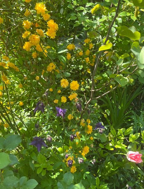 1F5EB333-2735-4E55-8B87-A5B4C76C4642 - Arbuști 2021-2023