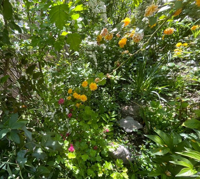 F161B839-15DE-41A1-88E2-7F2B1A0345A3 - Arbuști 2021-2023