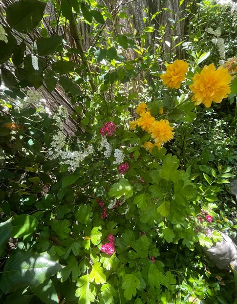 B60879A7-B7FD-41BA-A074-D4D5CDDA6D43 - Arbuști 2021-2023