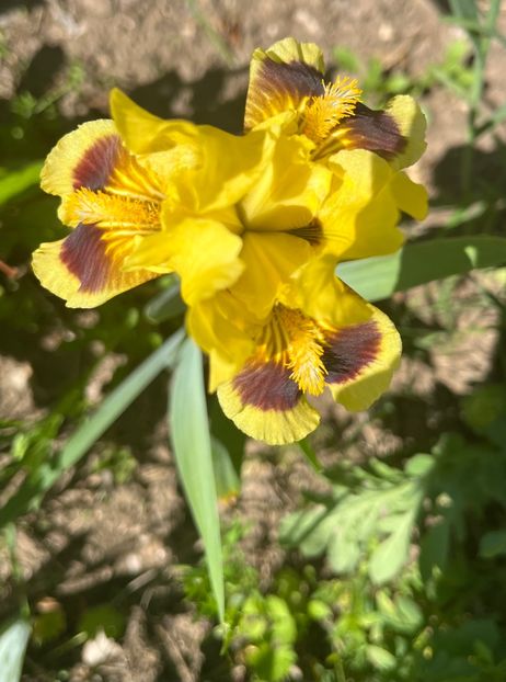 E5A0A94A-BB42-4380-AD1B-1EBD51DEDB36 - IRISI 2021 22