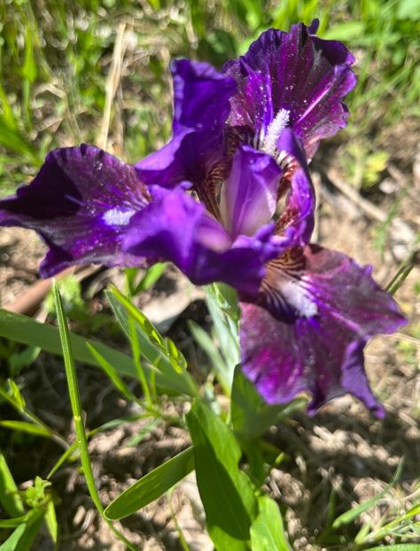 9A775397-F5DC-4EA2-8027-D0B89412C198 - IRISI 2021 22