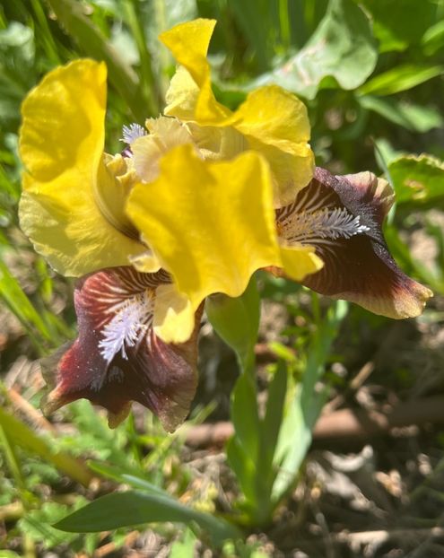 07C30AB8-ADB3-4B24-ACAE-EB0CC118C037 - IRISI 2021 22