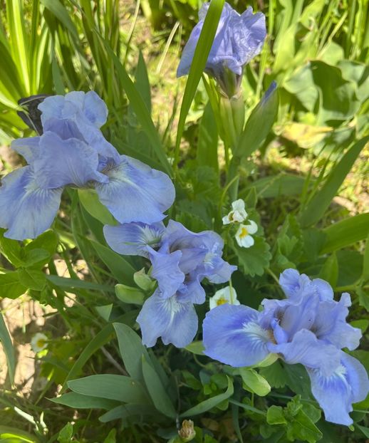 01BB4A39-5C96-4219-A041-ABA46A8B1233 - IRISI 2021 22