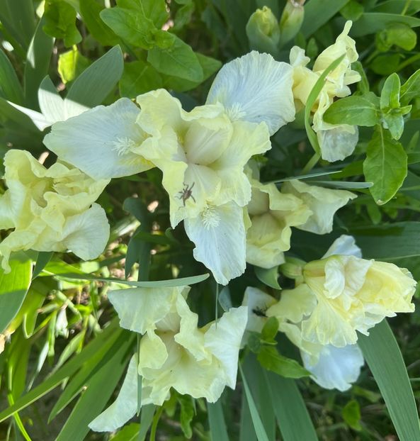 05B99F8E-8B25-4351-8689-F5D492E8CBF9 - IRISI 2021 22