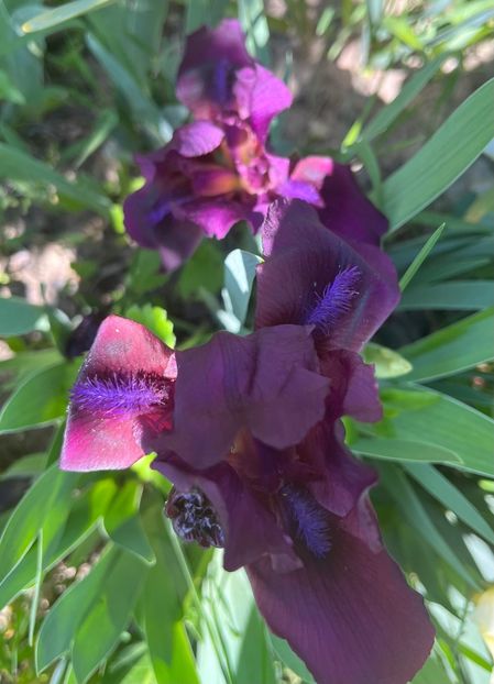 64480114-4310-4D71-AB67-62CA9F200DA2 - IRISI 2021 22