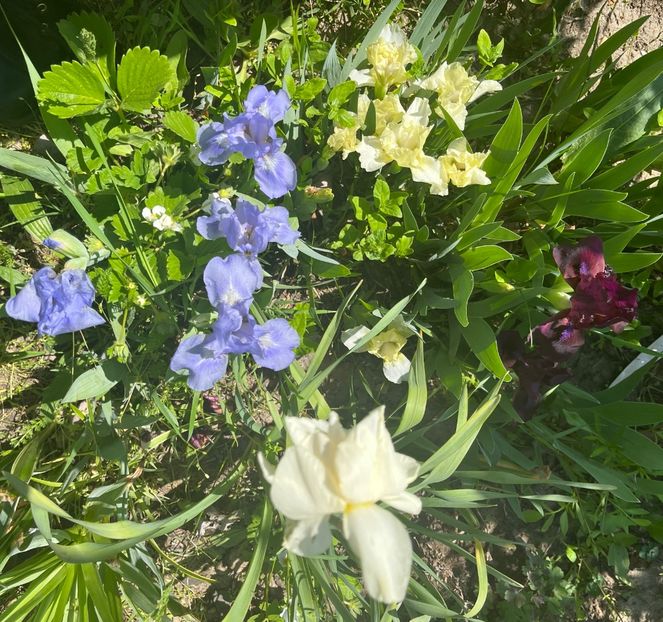 5C775FBF-FE65-4240-BF40-C76238B61565 - IRISI 2021 22