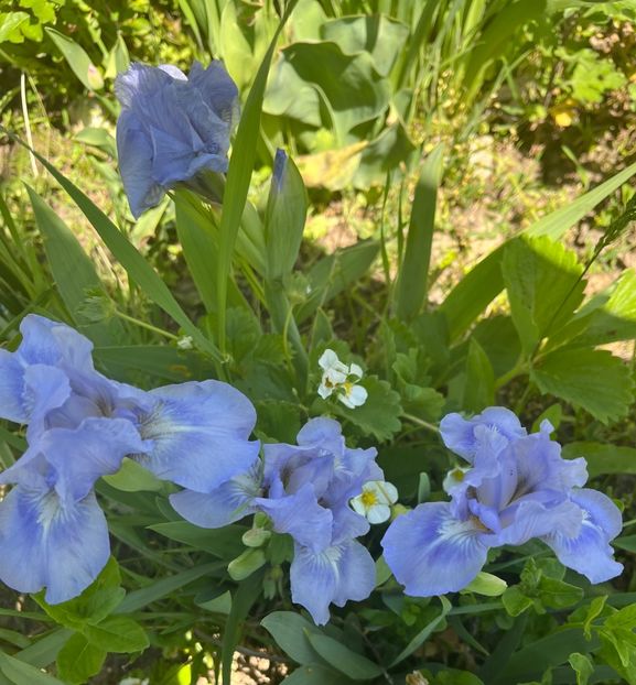 36705571-D24F-4680-B326-73003EC370E9 - IRISI 2021 22