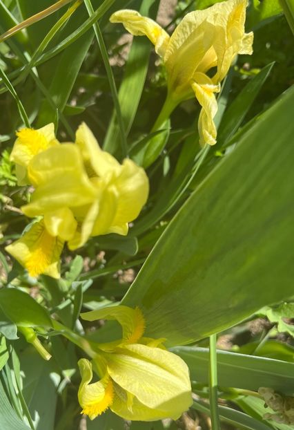 50D0FD96-C9FD-409A-AFA7-C581094C46F3 - IRISI 2021 22