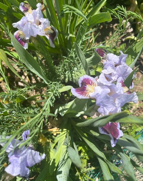 Earth and ski - IRISI 2021 22