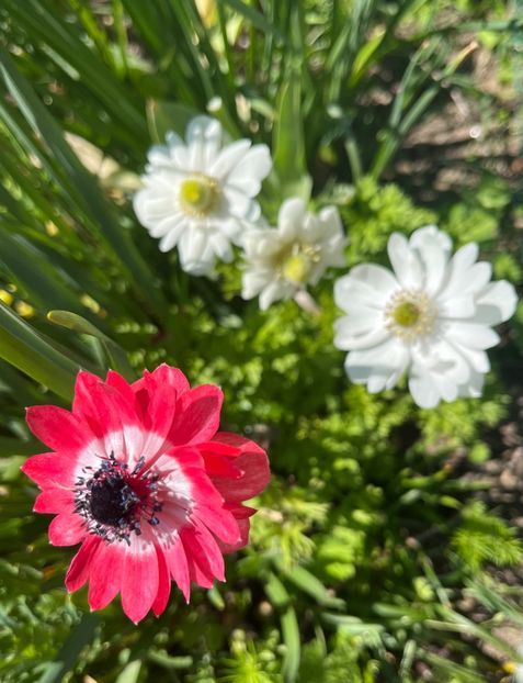 B3CF8BD9-D81E-46FF-A3C9-AF4CC98ABC8C - Anemone