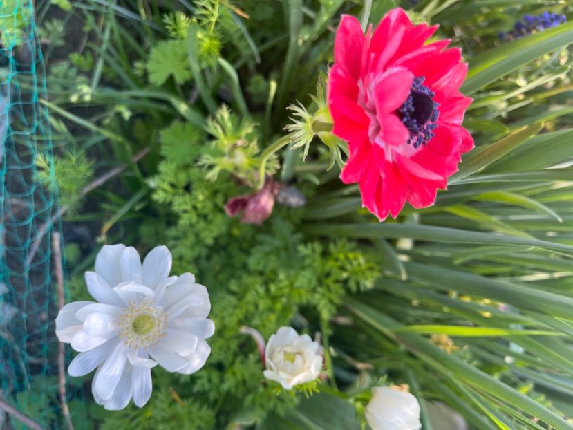 D750560C-2B94-4B84-AF46-592C23D787A0 - Anemone