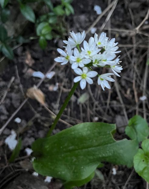 87391460-8DF4-46FF-AE89-AFBA4C9ADCC5 - Primule 21 22 23 24