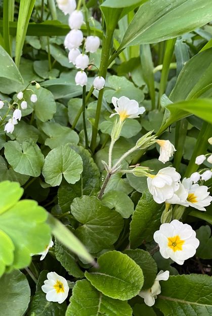 F620E426-910A-481B-9E76-AC2A6726534B - Primule 21 22 23 24