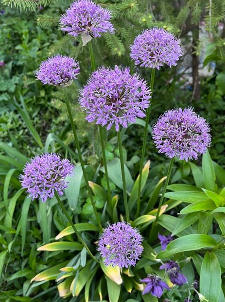 5AD8568E-9852-46A5-9A75-4063403446A7 - Allium 2020 21 22