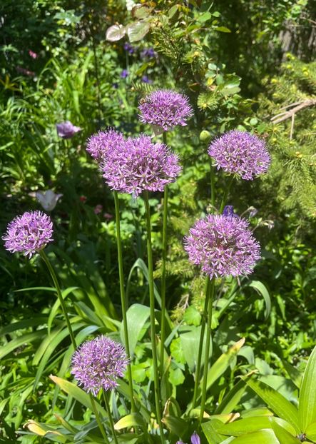 ECE22F01-DFA9-4442-9DCF-B32373F8DB3F - Allium 2020 21 22