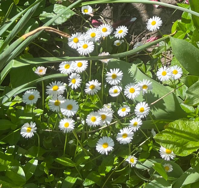 18F7D31C-6193-41C3-B874-FEAEBDFD4118 - Primule 21 22 23 24