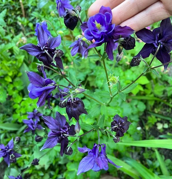 82916108-C493-427C-B5E0-6E6C0E86A45B - Caldaruse 2020-2023