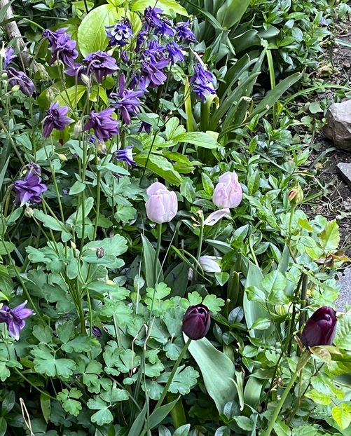 D287A026-4668-4A51-8054-CF927AD7C159 - Caldaruse 2020-2023