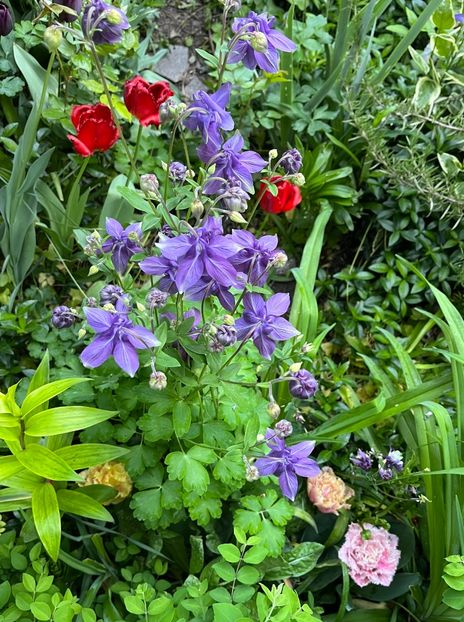 81E2882D-DEE5-45C4-9CD6-4522F8E1CCBB - Caldaruse 2020-2023