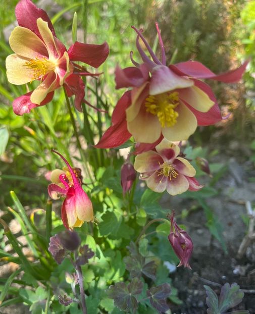 F112031C-56CB-4622-93D8-FB4B8DC3AF1B - Caldaruse 2020-2023